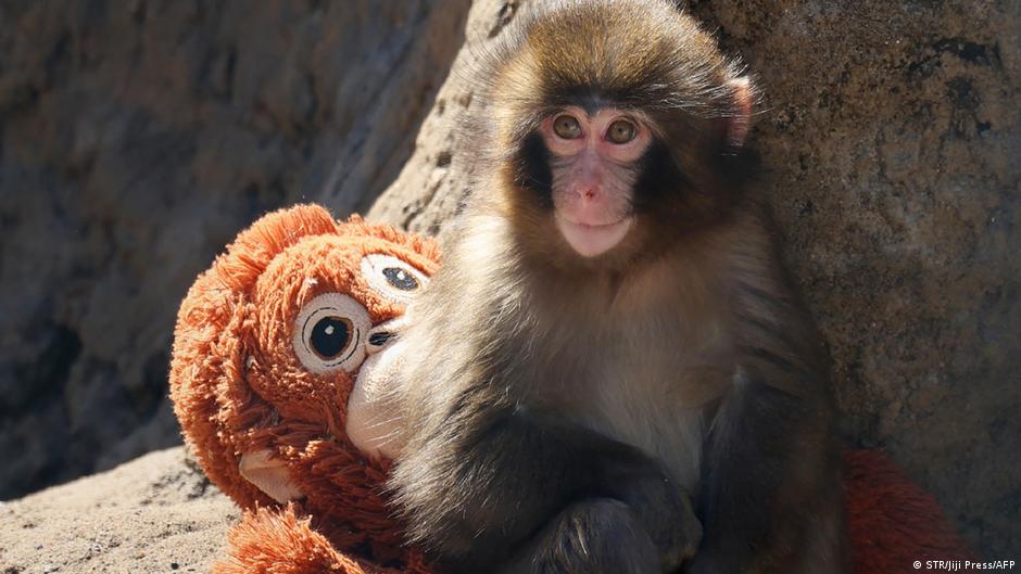 Meet Punch: The Abandoned Macaque Who Stole the Internet's Heart